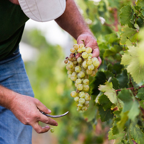 Recolección de uva vino en Alicante