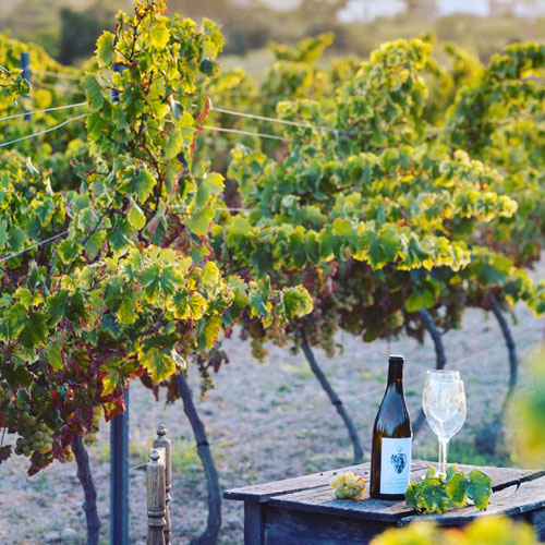 Recolección de uva vino en Alicante